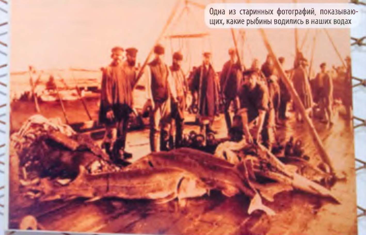 Судьба осетровых рыб в современной России.