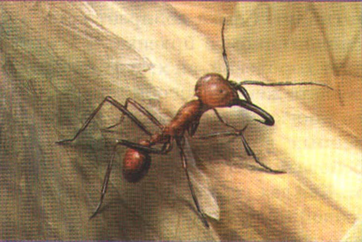 Эцитоны, или муравьи-кочевники.
