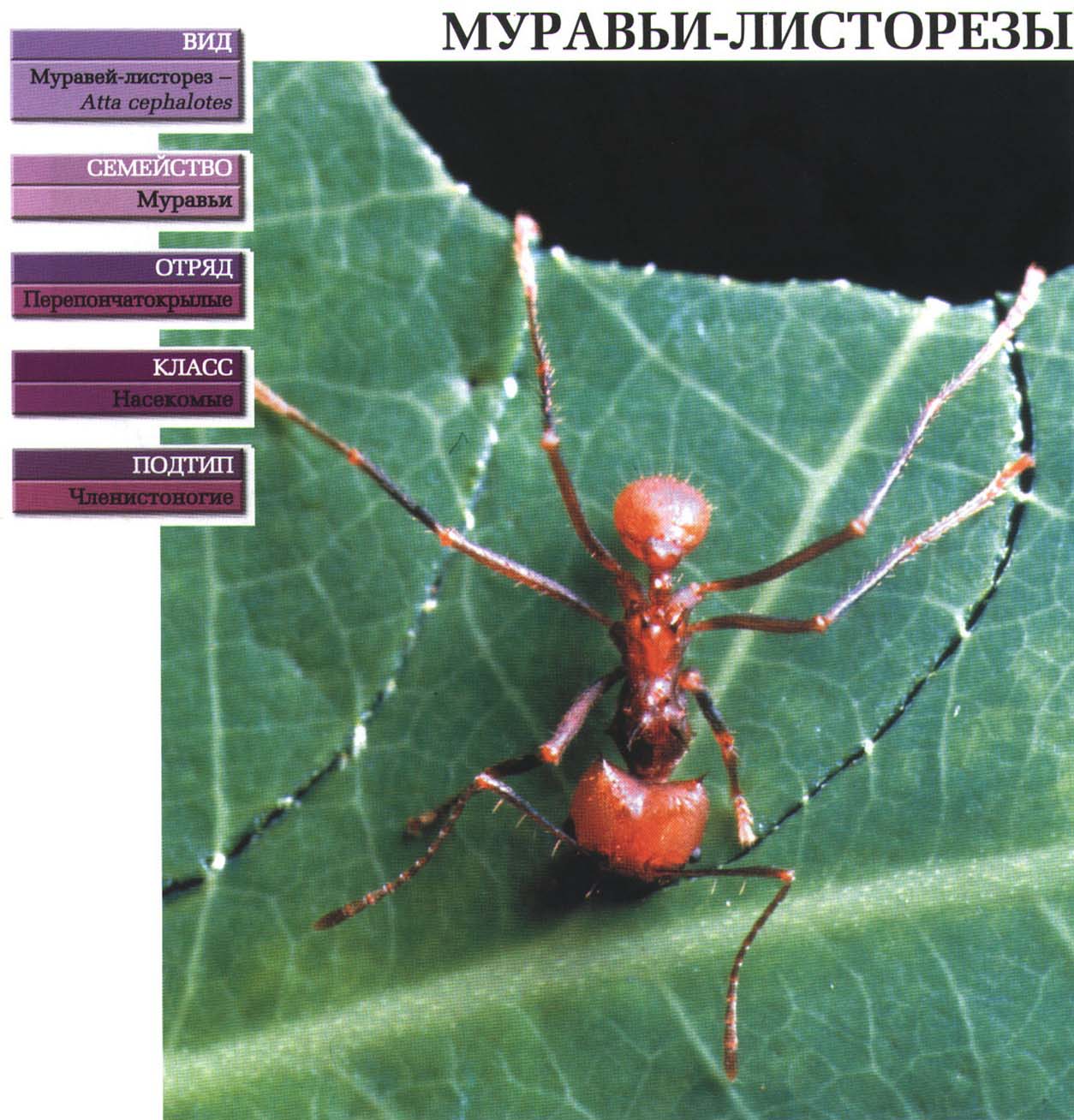 Систематика (научная классификация) муравьев-листорезов. Atta cephalotes.