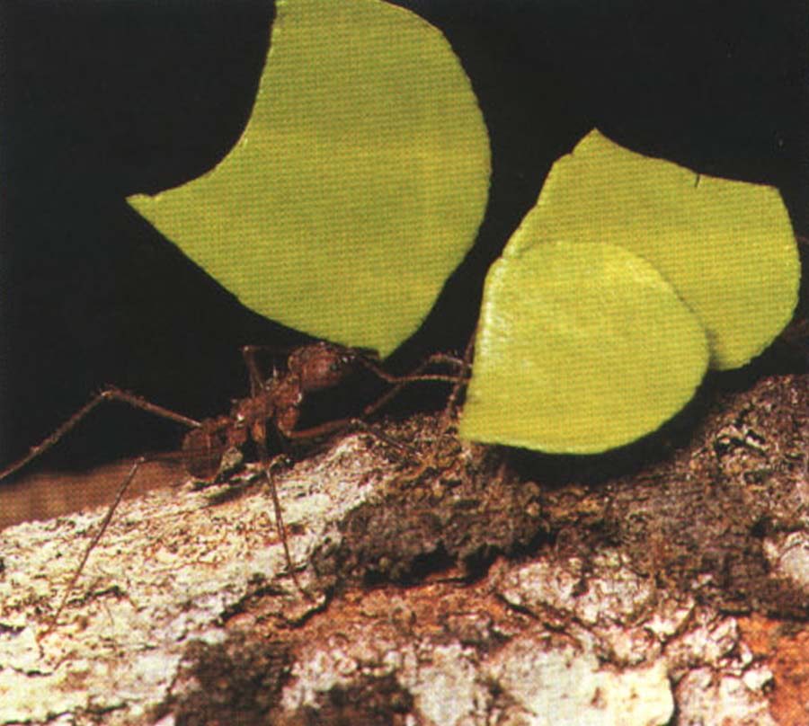 Муравьи-листорезы способны унести фрагмент растения, который весит в 12 раз больше их самих.