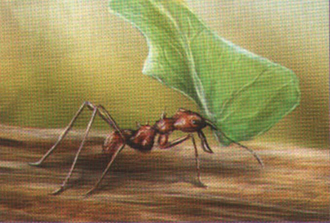 Закончив эту операцию, муравей-листорез немедленно несет свою порцию добычи домой, в гнездо.