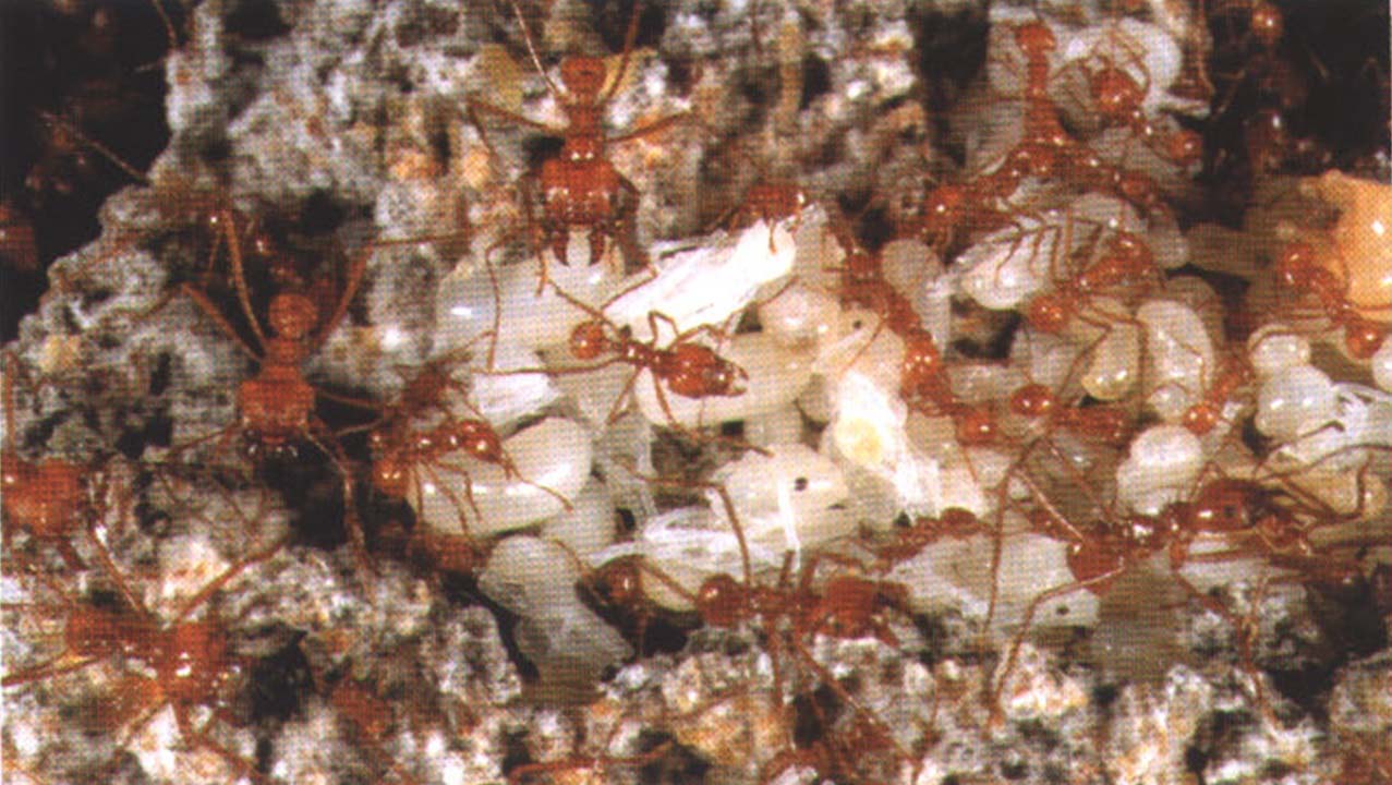 Гнезда муравьев-листорезов могут достигать 80 м в поперечнике, а их площадь составлять до 600 м.