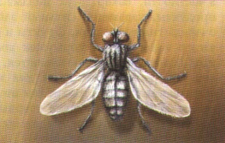 Малая комнатная муха (Fannia canicularis).
