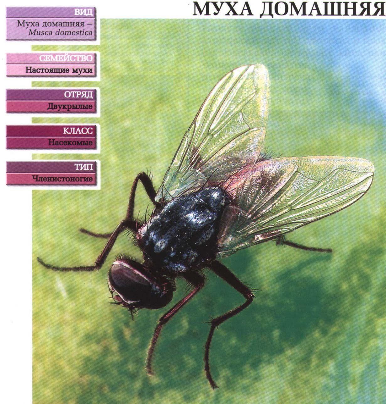 Систематика (научная классификация) мухи домашней. Musca domestica.