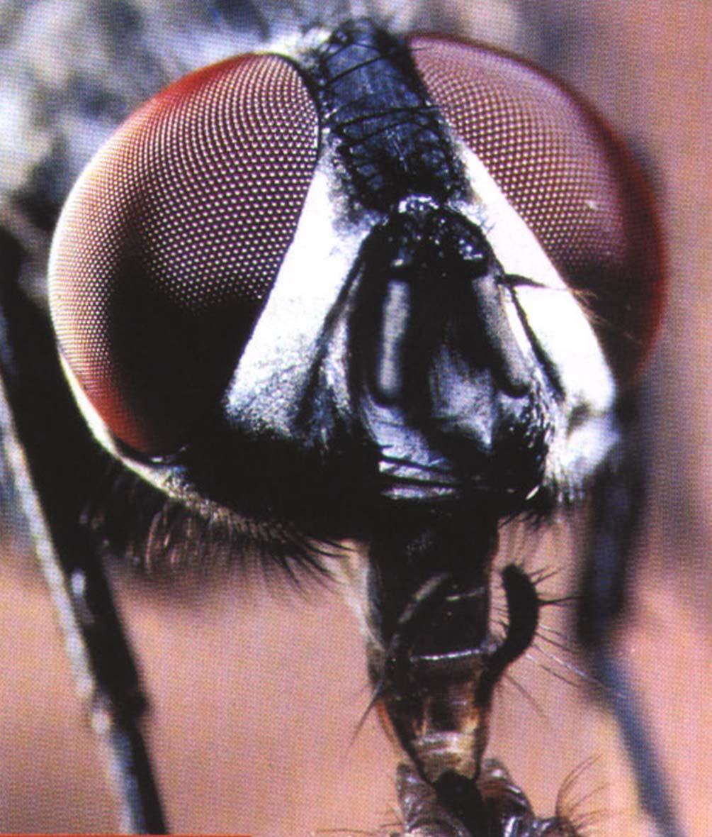 Фасеточные глаза домашней мухи состоят из множества мелких простых глазков. По мнению ученых, при таком строении глаз насекомое лучше различает движущиеся предметы, нежели неподвижные.