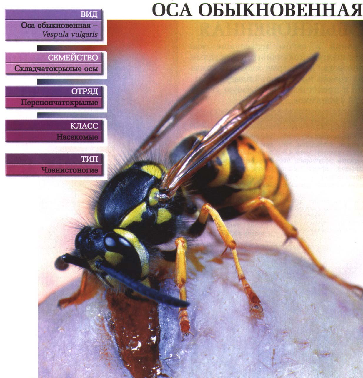 Систематика (научная классификация) осы обыкновенной. Vespula vulgaris.