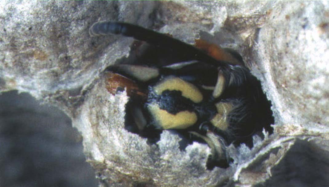 Яйца откладывает только матка. В положенный срок из них выходят рабочие осы, самки и трутни.