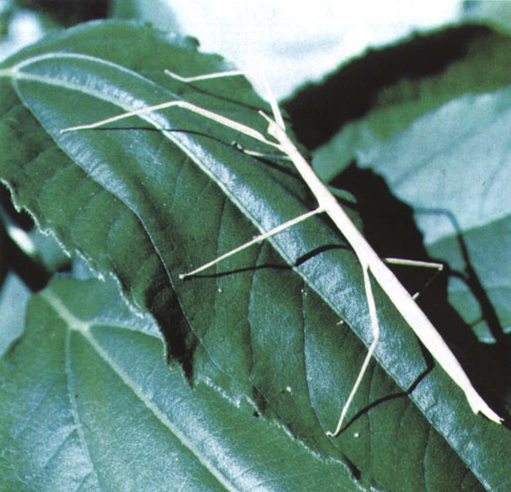 Палочники питаются листвой тех растений, на которых живут.