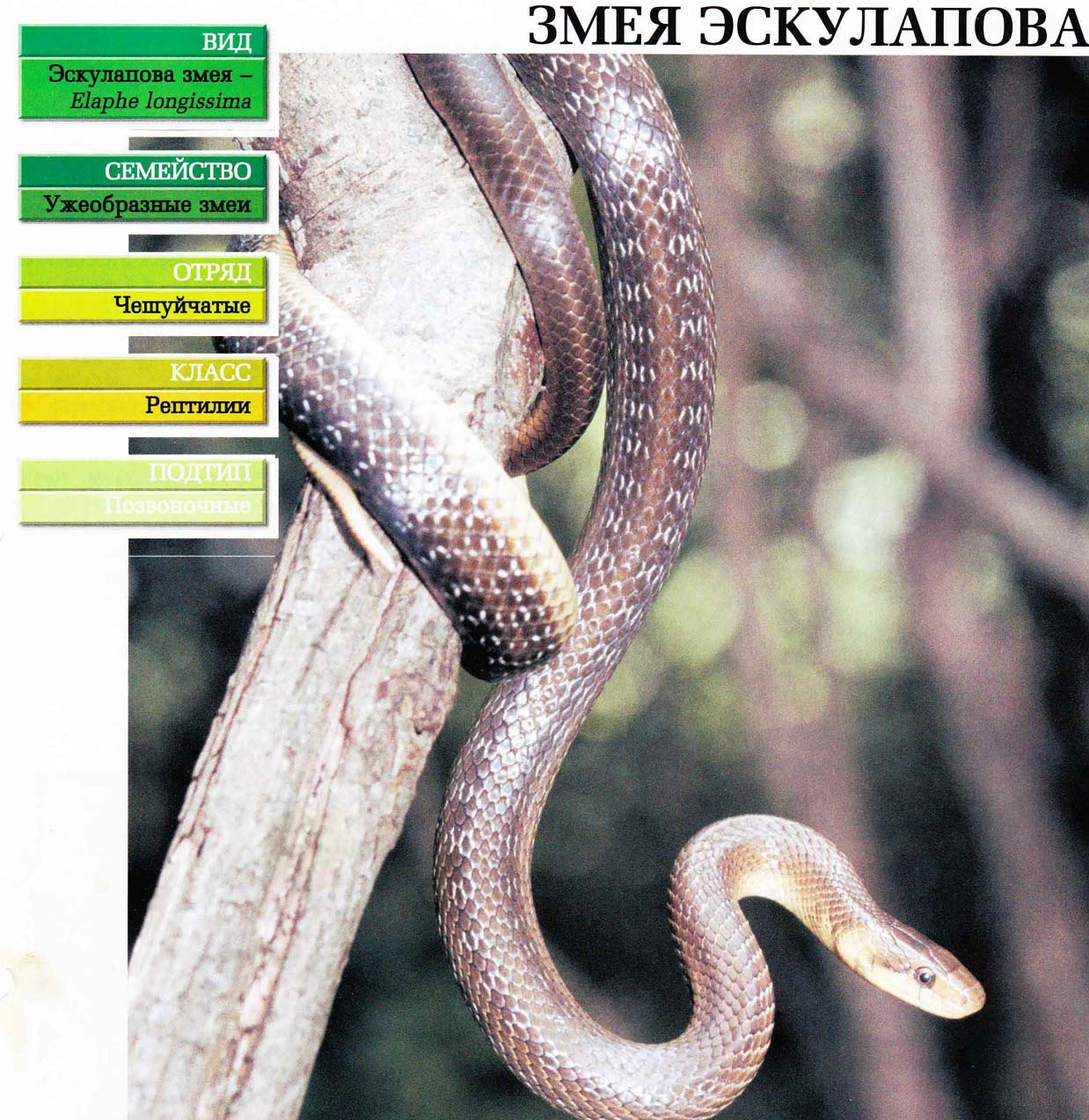 Систематика (научная классификация) змеи эскулаповой. Elaphe longissima.