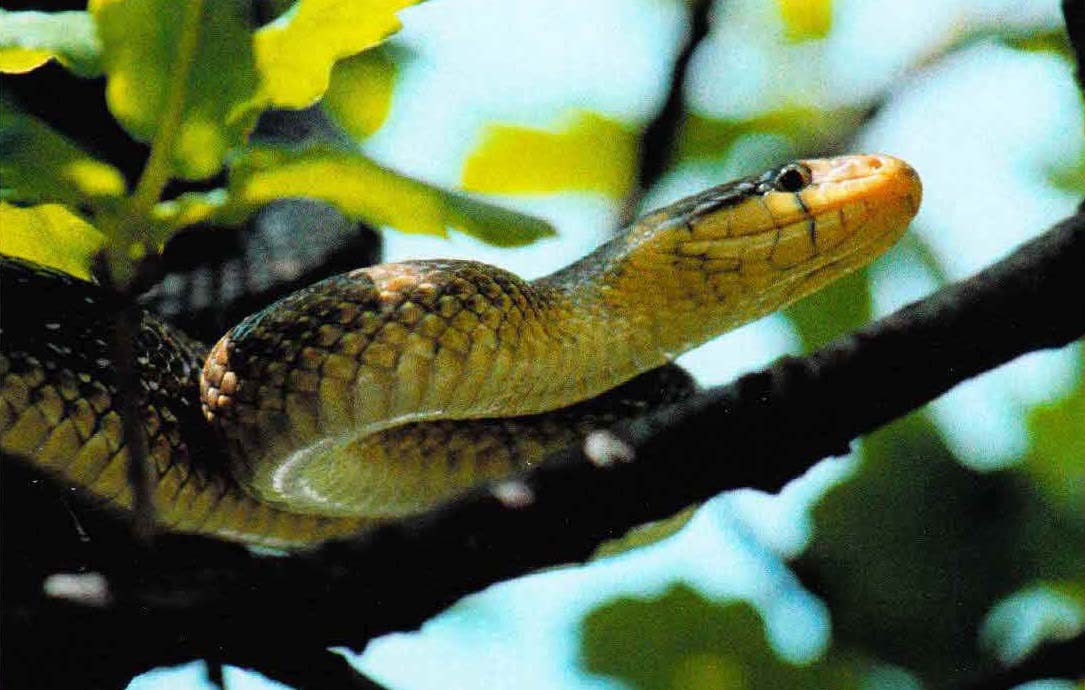 Эскулапова змея проводит много времени в кронах невысоких деревьев или кустарников.