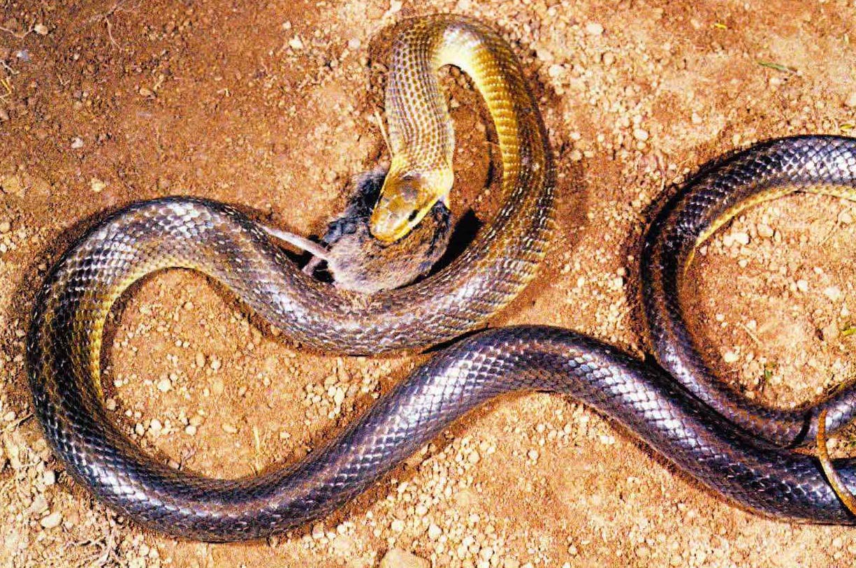 Излюбленная дичь эскулаповой змеи - мышевидные грызуны.
