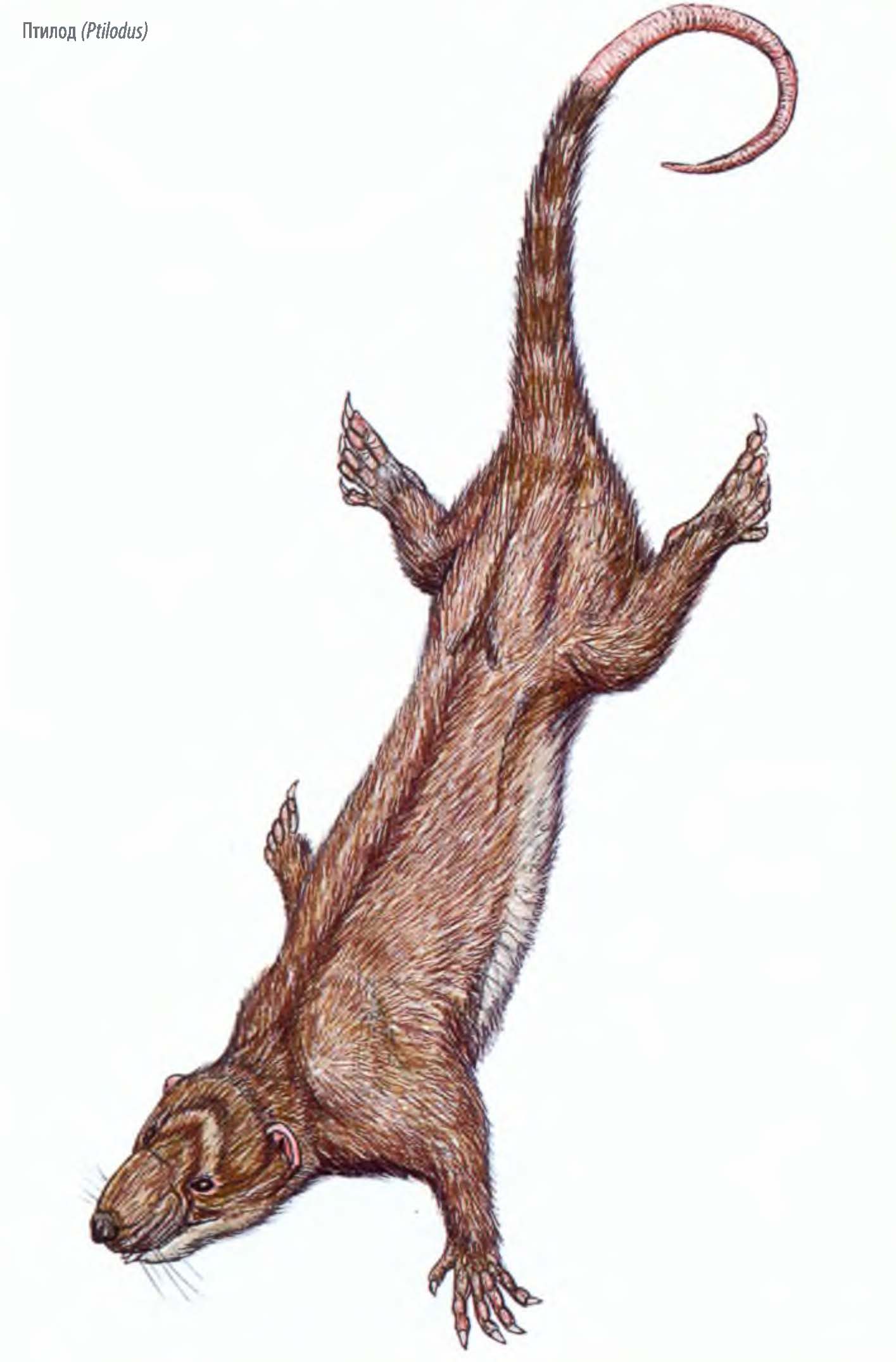 Птилод (Ptilodus).