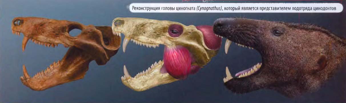 Реконструкция головы циногната (Cynognathus), который является представителем подотряда цинодонтов.