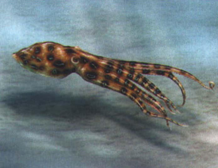 Голубокольчатый осьминог (Hapalochlaena maculosa).