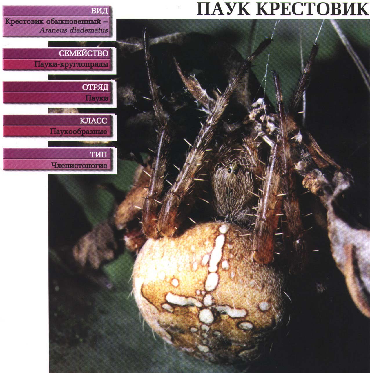 Систематика (научная классификация) паука крестовика. Araneus diadematus.