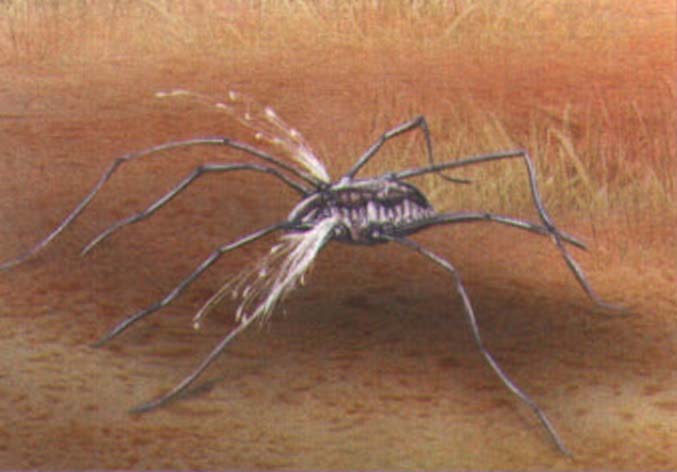 паук скорпион сенокосец это
