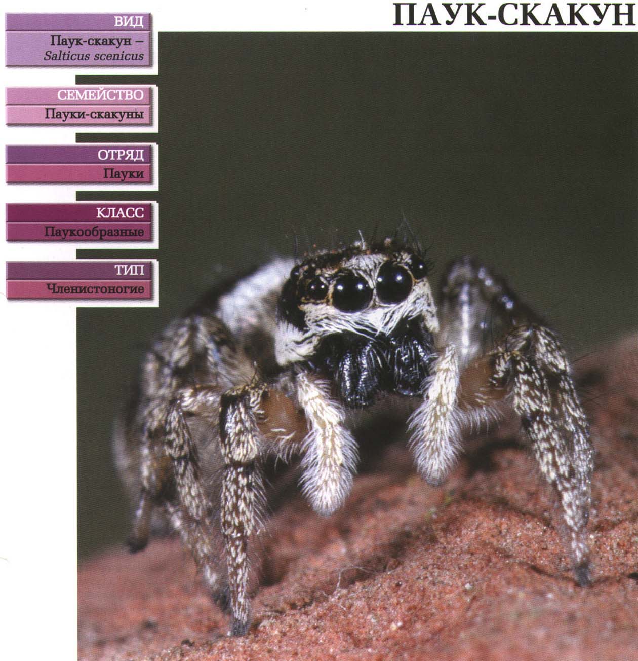 Систематика (научная классификация) паука-скакуна. Salticus scenicus.