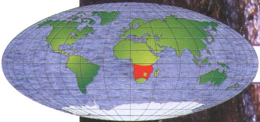 Ареал обитания капского перипата - обитает в Африке.