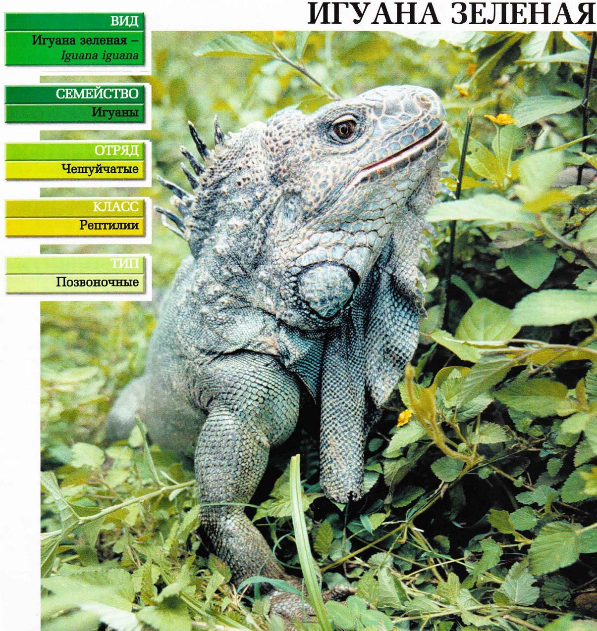 Систематика (научная классификация) игуаны зелёной. Iguana iguana.