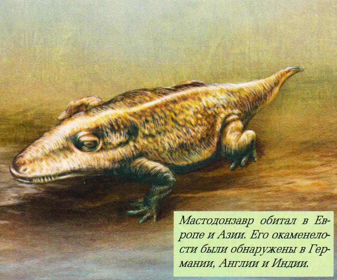 Мастодонзавр обитал в Европе и Азии. Его окаменелости были обнаружены в Германии, Англии и Индии.