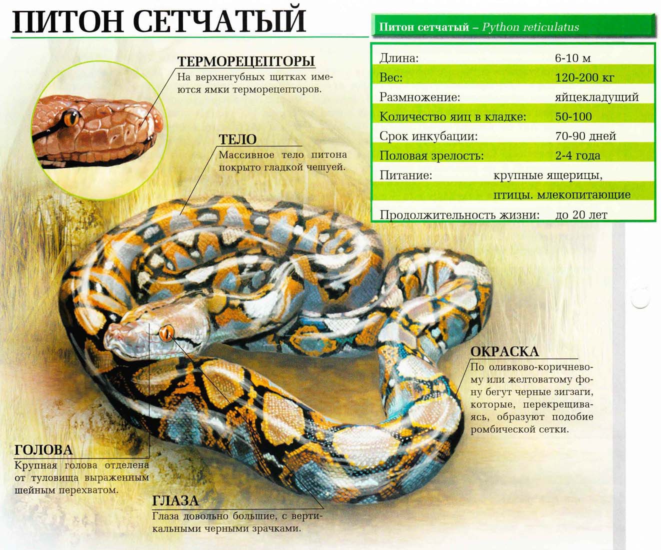Питон сетчатый. Сайт про зверей - ZveroSite.ru