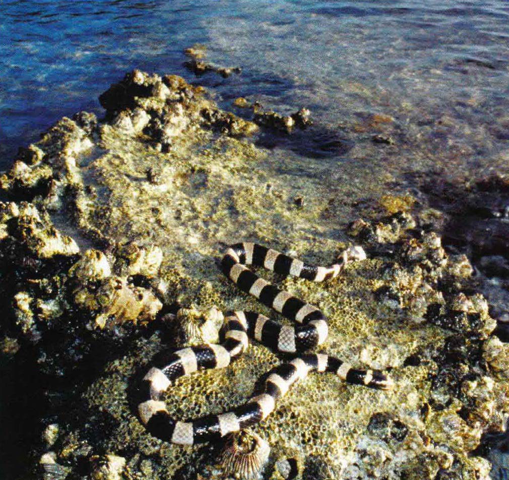 Чтобы погреться на солнышке, плоскохвост часто выползает на камни или крохотные коралловые островки.