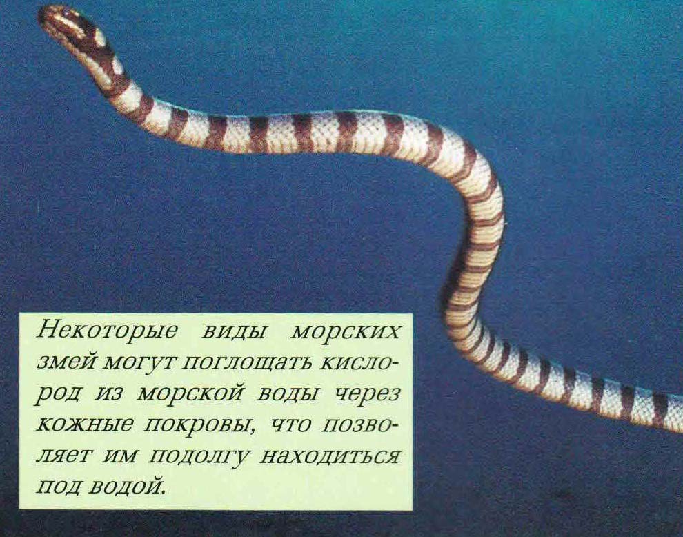 Некоторые виды морских змей могут поглощать кислород из морской воды через кожные покровы, что позволяет им подолгу находиться под водой.