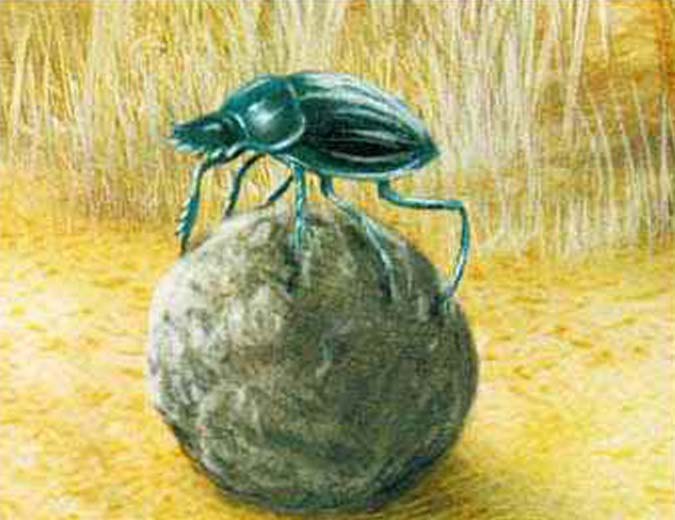 Скатанный скарабеем навозный шарик в несколько раз превосходит величиной размеры самого жука.