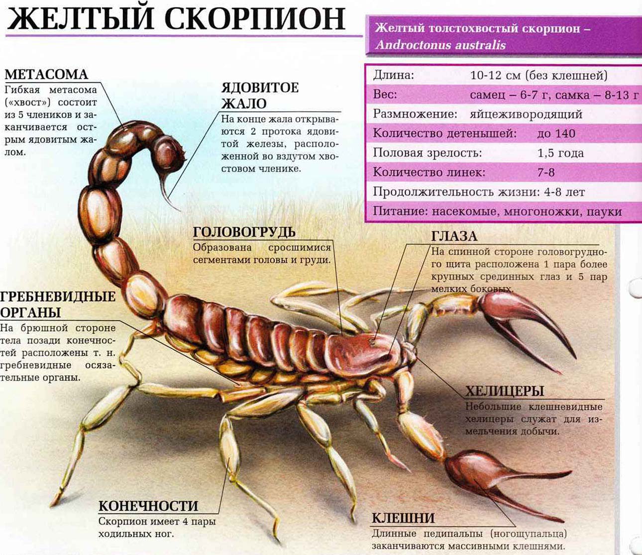 Желтый скорпион. Сайт про зверей - ZveroSite.ru