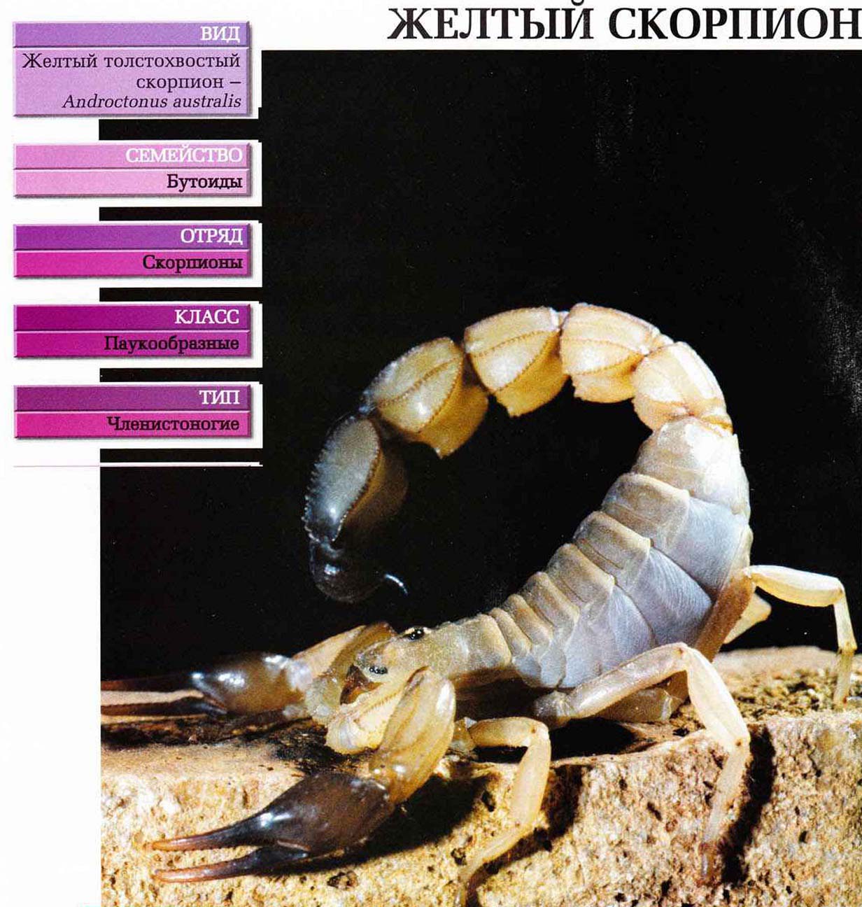 Систематика (научная классификация) скорпиона жёлтого. Androctonus australis.