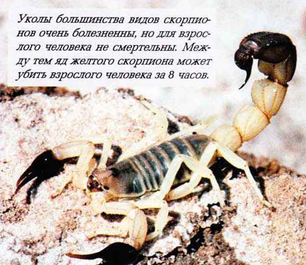 Уколы большинства видов скорпионов очень болезненны, но для взрослого человека не смертельны. Между тем яд желтого скорпиона может убить взрослого человека за 8 часов.