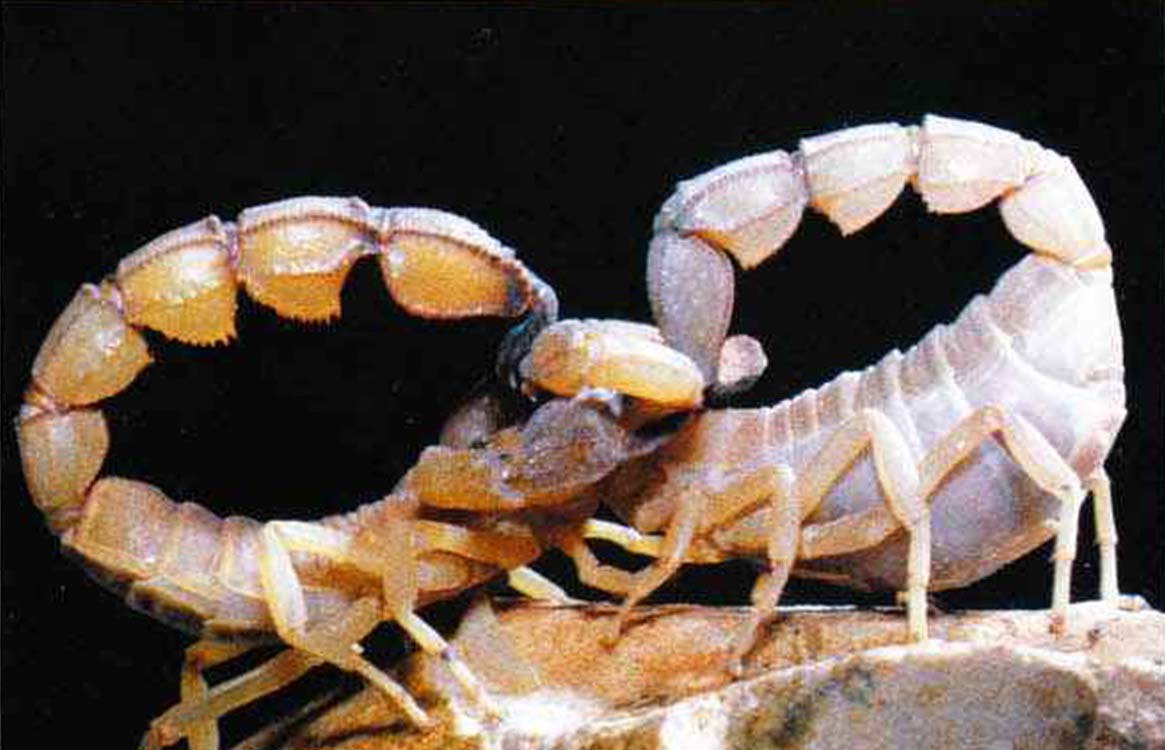 Скорпионы активны в ночное время. С приходом вечерних сумерек они выходят на охоту, а самцы -на поиски самок. Брачные танцы скорпионов также устраиваются по ночам.