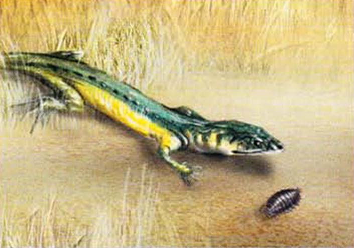 Мокрица - лакомая дичь для многих животных, в том числе для ящериц.