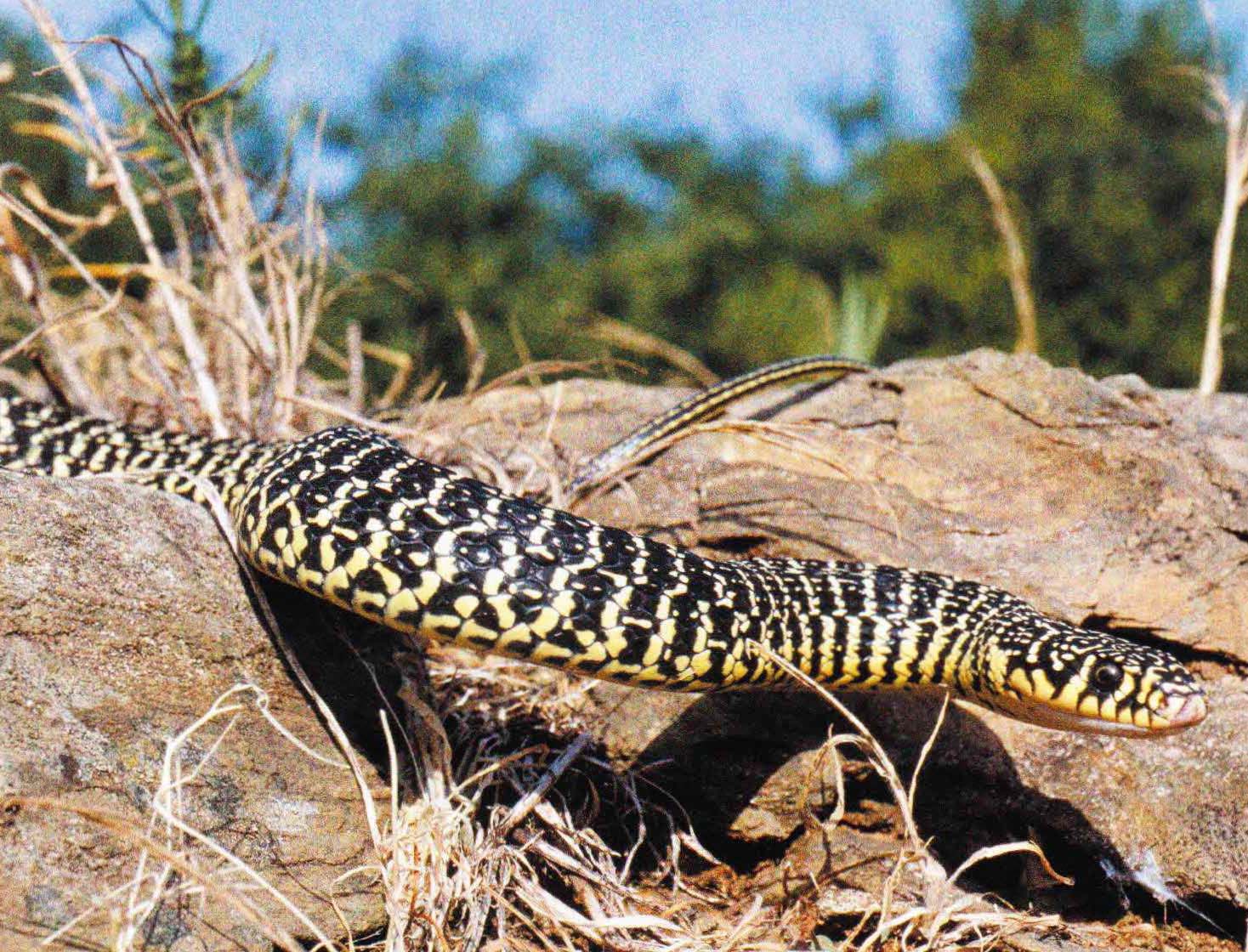К многочисленному семейству ужеобразных змей принадлежат рептилии длиной от 12 до 360 см.