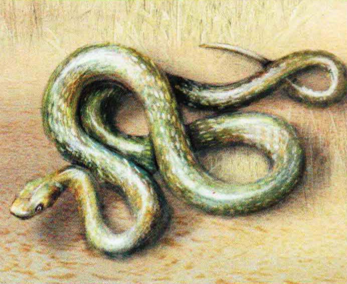 Эскулапова змея (Elaphe longissima).