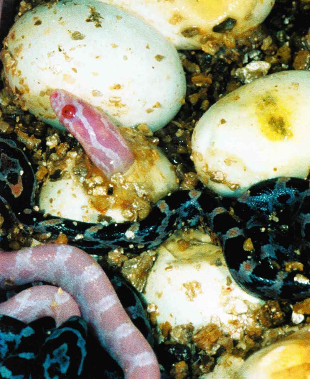 Проклюнувшиеся из яиц детеныши пятнистого лазающего полоза имеют в длину от 15 до 20 см.