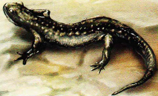 Черная саламандра (Salamandra Atra).

