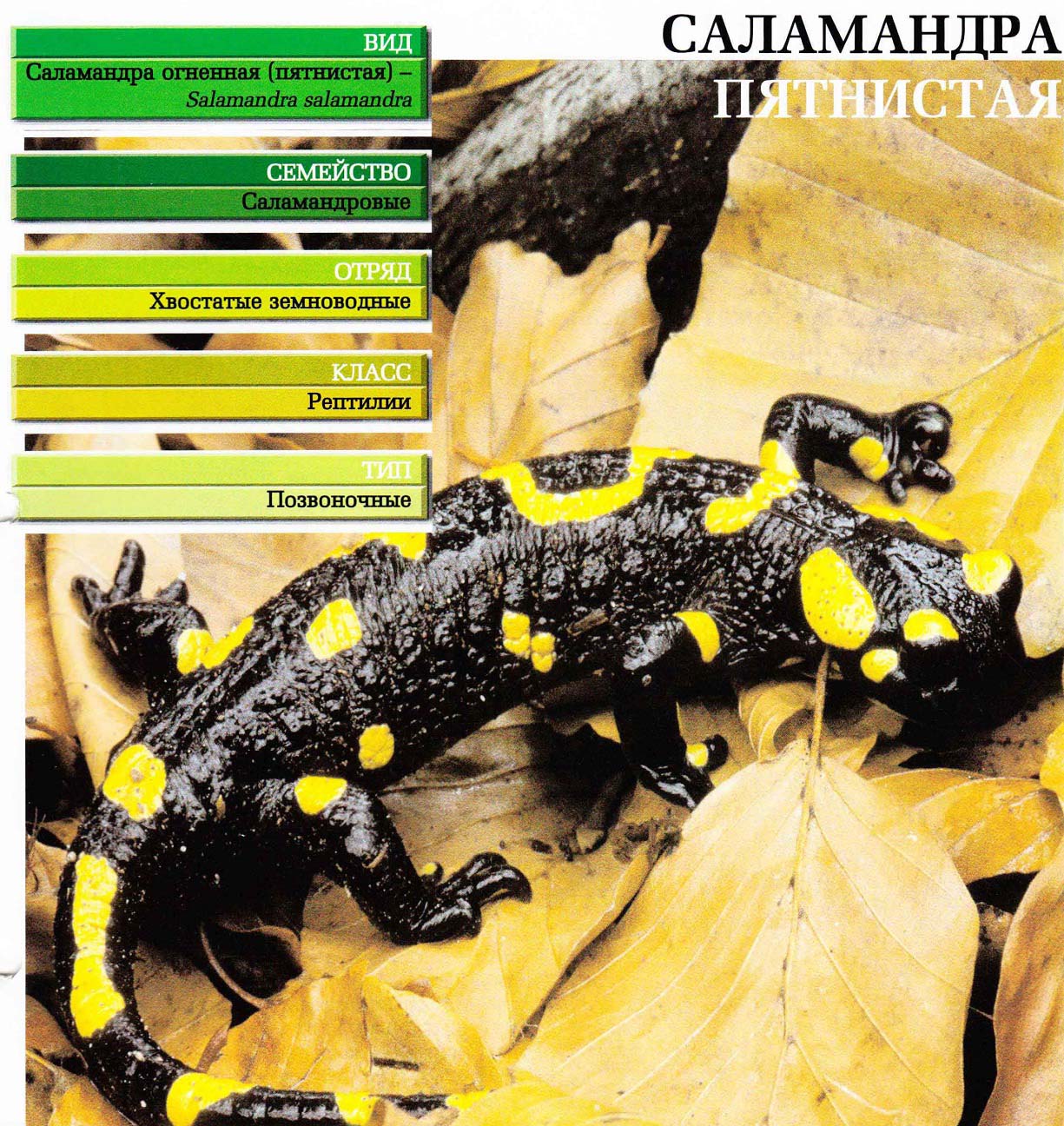 Систематика (научная классификация) саламандры пятнистой. Salamandra salamandra.