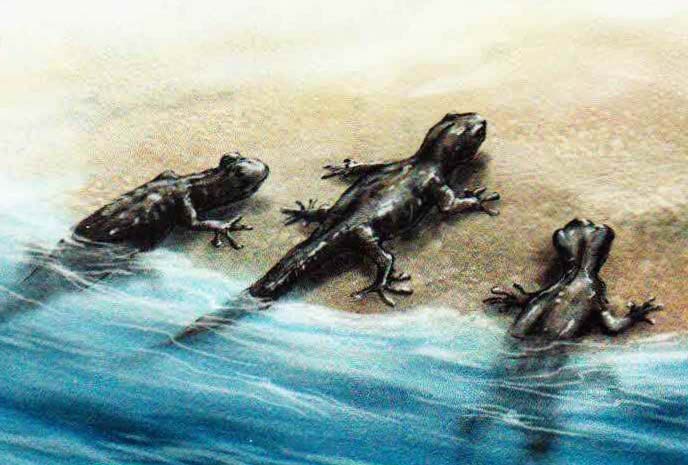 Претерпев метаморфоз, юные саламандры покидают водоем. Самцы - навсегда, а самки, возможно, еще вернутся, чтобы дать жизнь потомству.