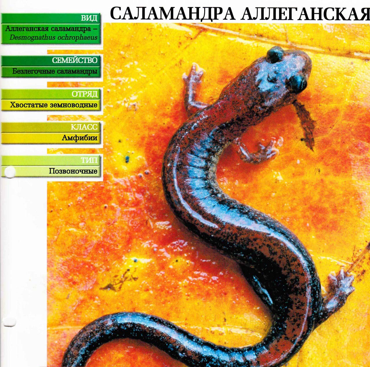 Систематика (научная классификация) саламандры аллеганской. Desmognathus ochrophaeus.