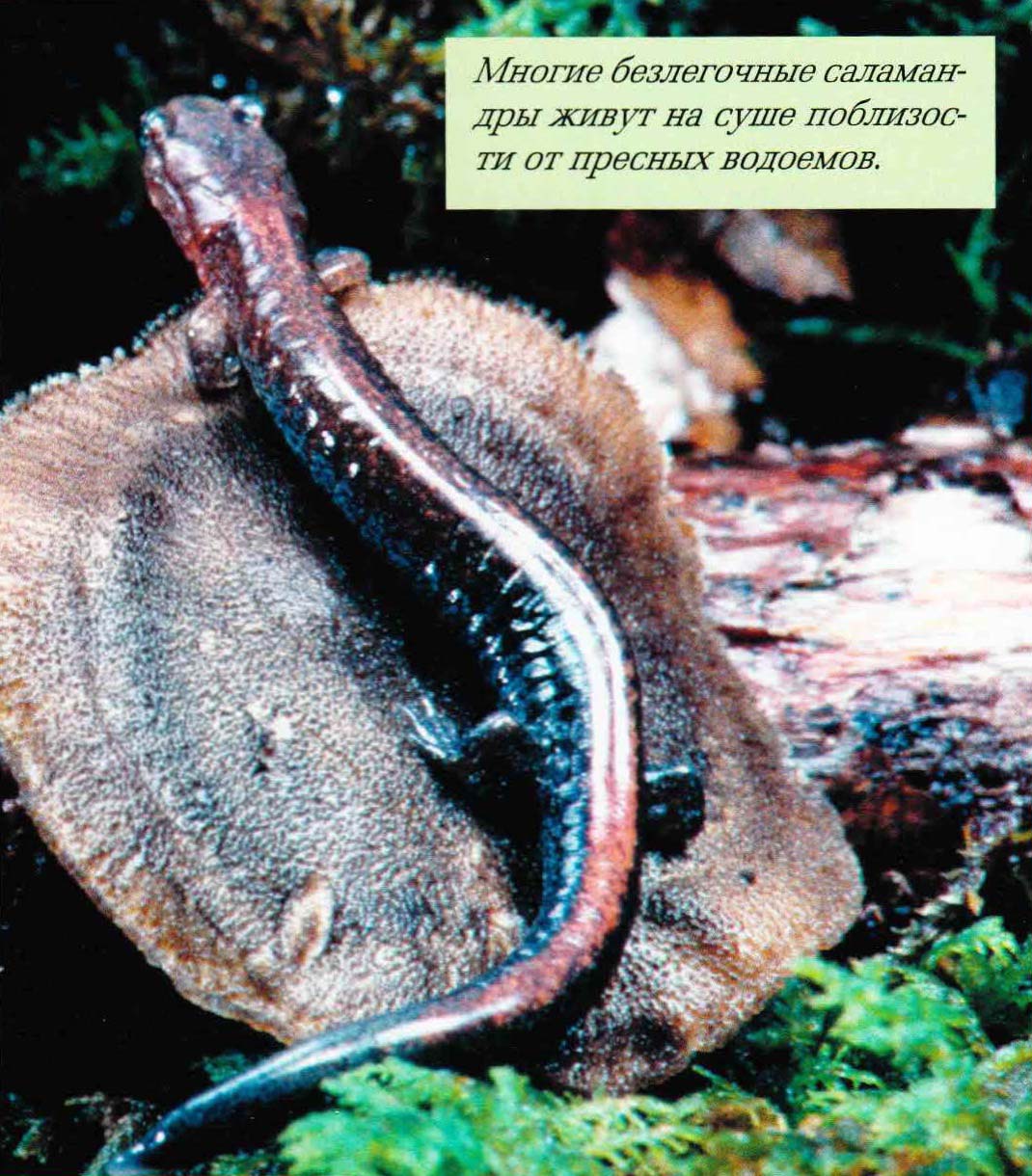 Многие безлегочные саламандры живут на суше поблизости от пресных водоемов.