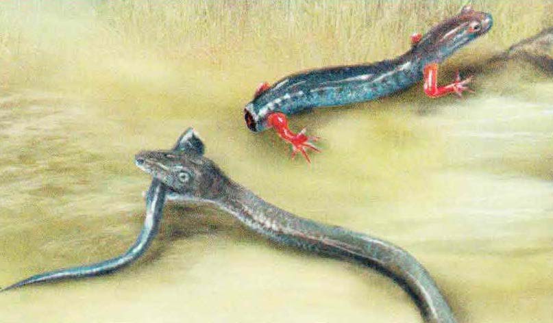 Подвергшись нападению, аллеганская саламандра отбрасывает хвост и, пользуясь растерянностью врага, спасается бегством.
