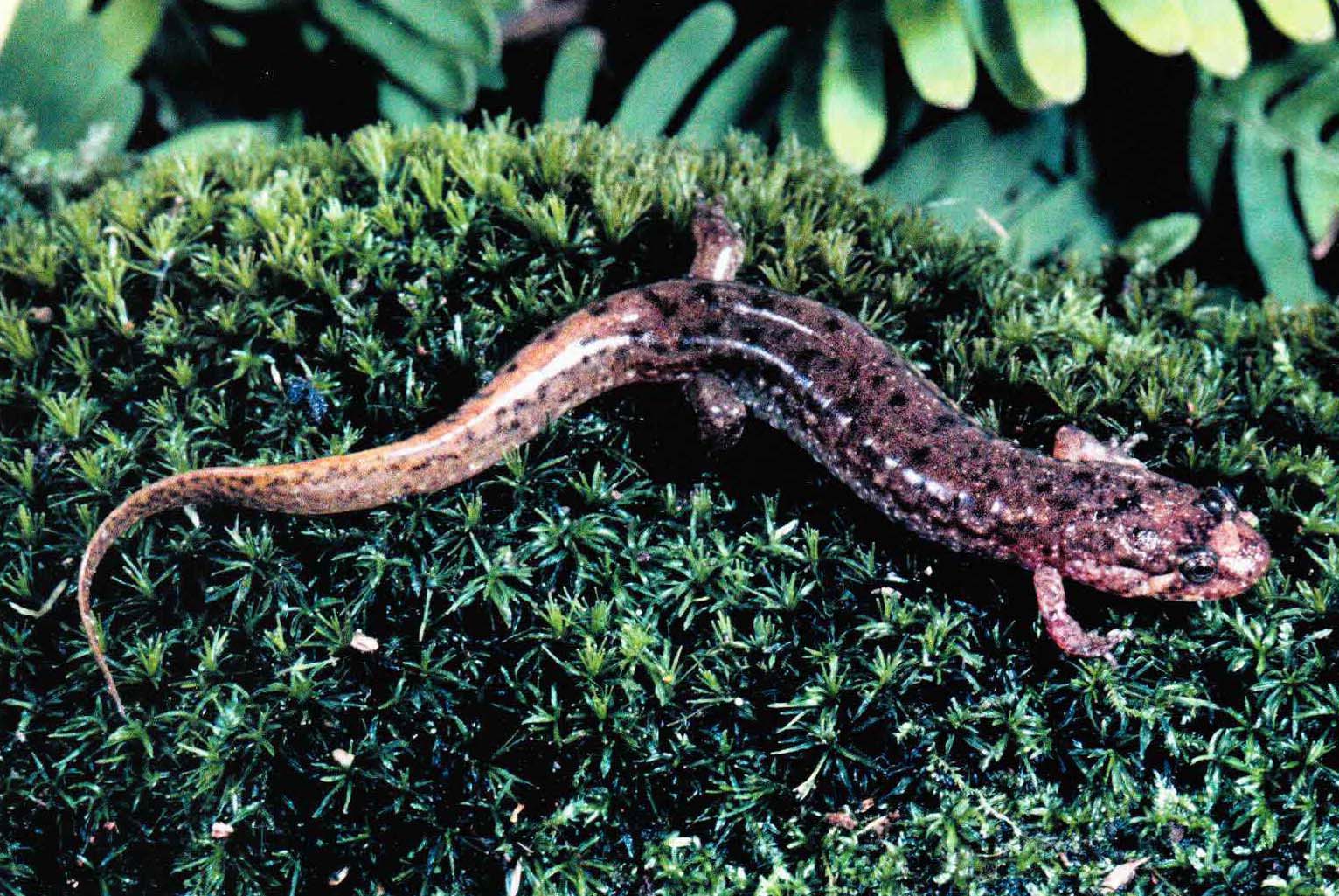Кожа безлегочных саламандр покрыта ядовитым секретом кожных желез.