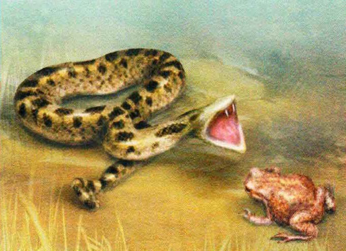 Не обращая внимания на угрожающую позу жабы, змея бросается в атаку и прокусывает тело жертвы острыми зубами.