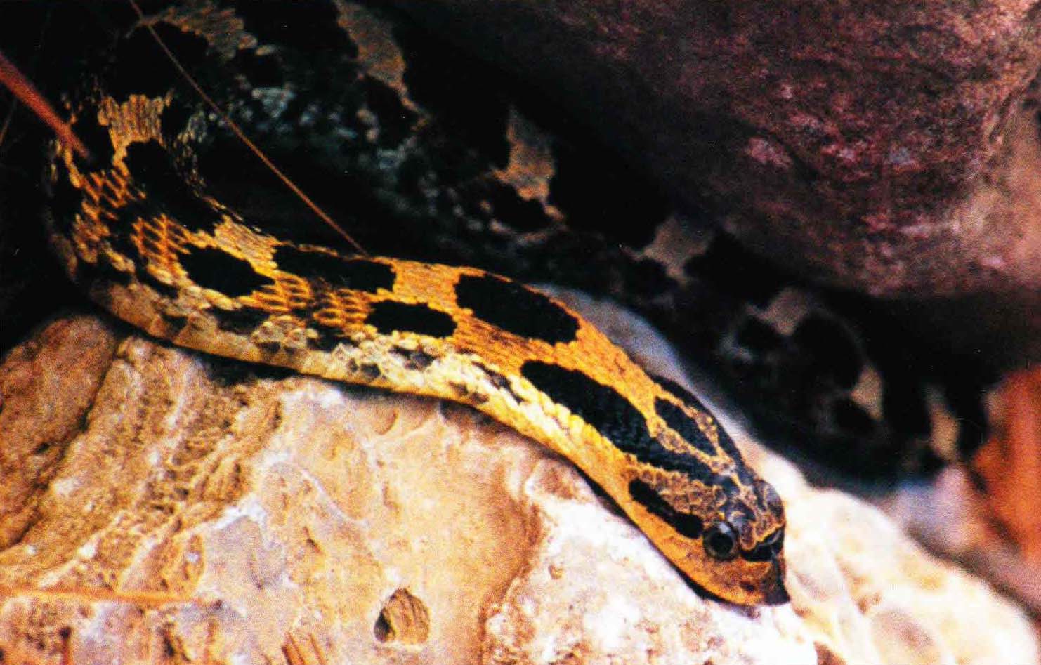 Широконосая змея - дневная рептилия. На рассвете и закате она любит погреться на солнце, а весь световой день посвящает охоте.