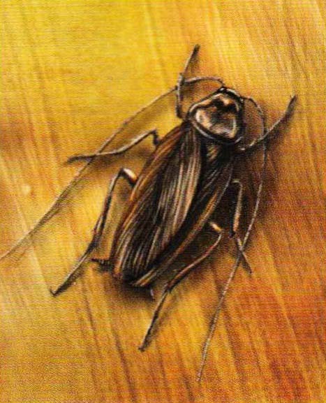 Американский таракан (Periplaneta americana).

