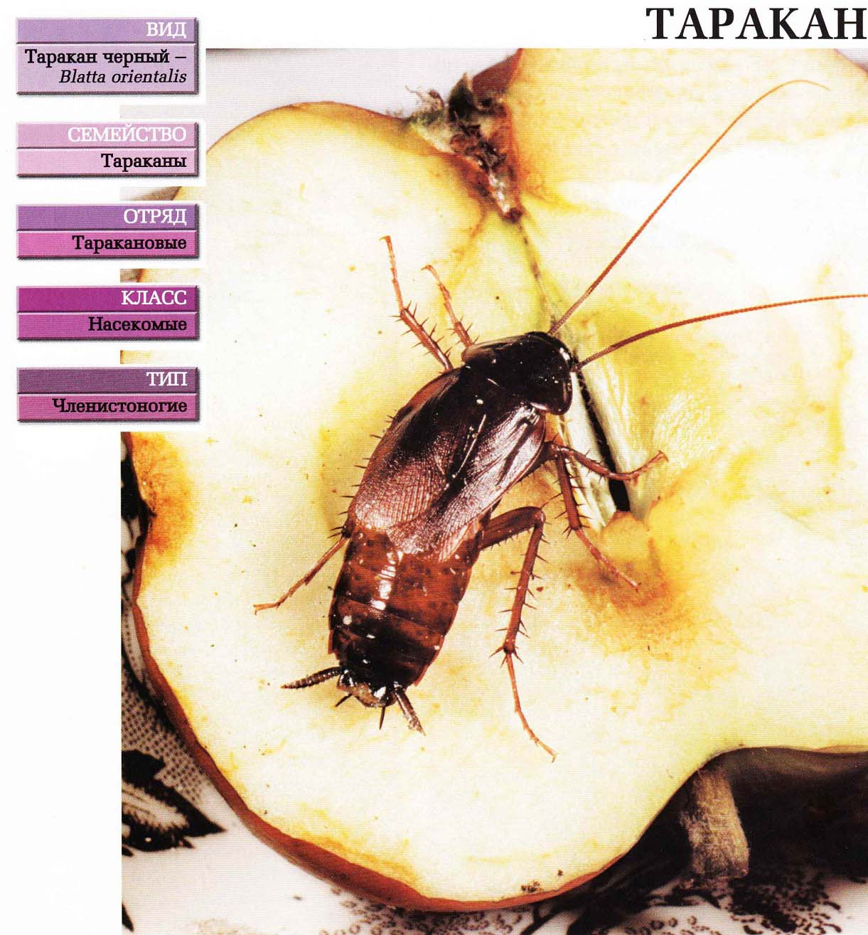 Систематика (научная классификация) чёрного таракана. Blatta orientalis.