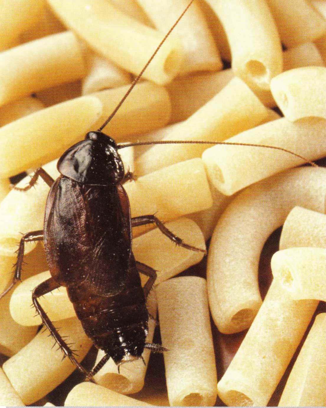 За 300 миллионов лет рацион обитающих в естественной среде тараканов ничуть не изменился - они по-прежнему кормятся растительной пищей.