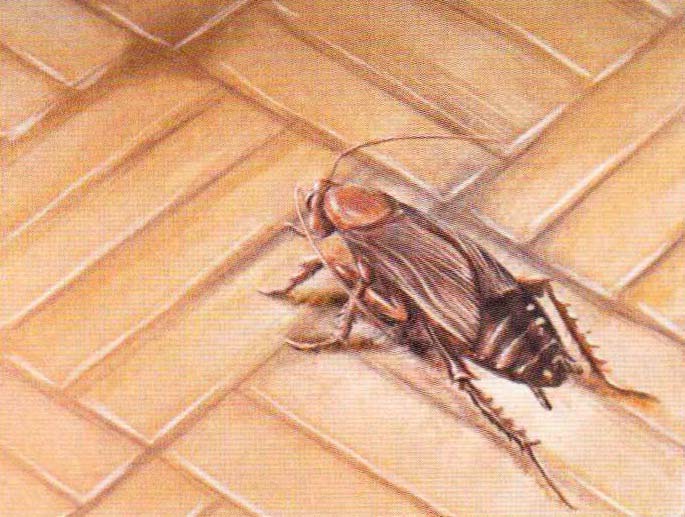 Испуганный таракан опрометью бежит к ближайшей щели в полу.