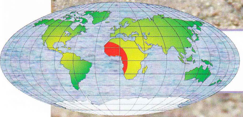Ареал обитания термитов - экваториальный пояс Западной Африки.